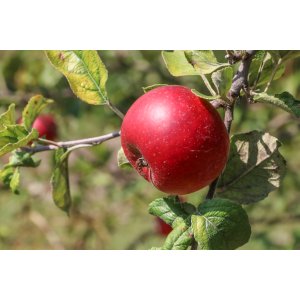 Jabloň domáca (Malus domestica) ´ANNURCA´ - jesenná, výška 150-170 cm, kont. C6L